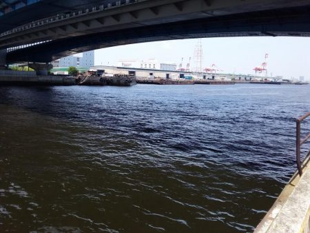 ツバスのちコノシロ